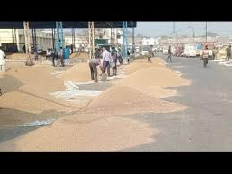 आज की नीमच मंडी रिपोर्ट: अनाज व मसालों में रही तेजी, लहसुन और पोस्ता चमके