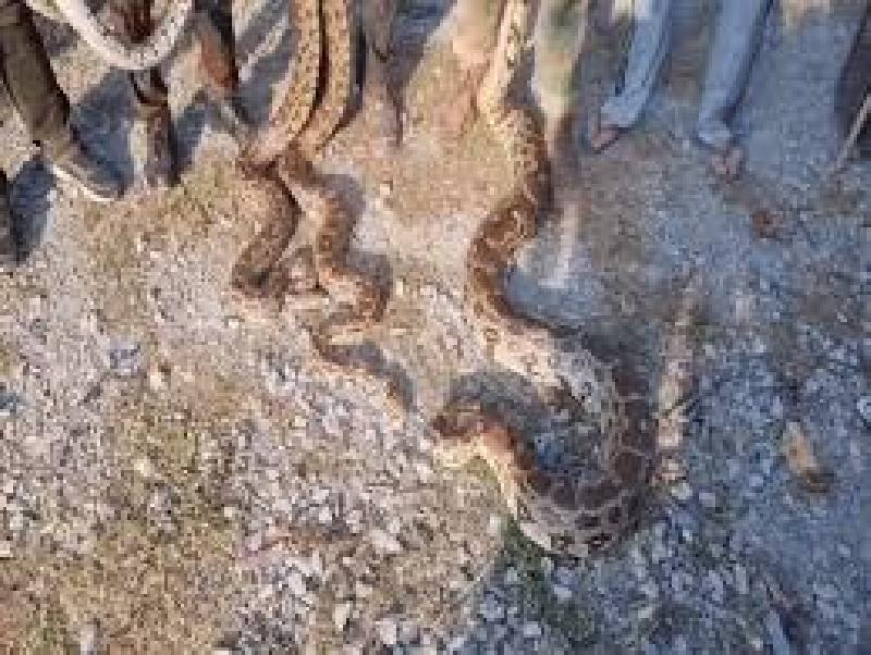 चित्तौड़गढ़ में फार्म हाउस के कुंड में अजगरों का झुंड:
